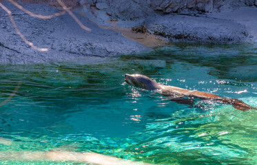 Motion of sea lion is swimming.