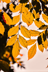 autumn leaves background
