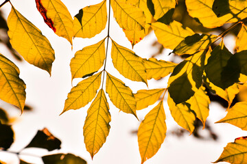autumn leaves background