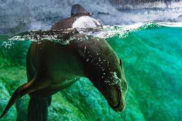 Motion of sea lion is swimming underwater.