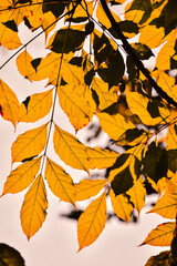 autumn leaves background