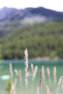 Plants and Flowers near the mountains and lake of Banff, Alberta