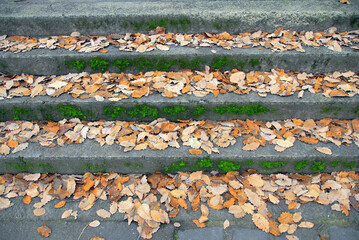 Fall Leaves On Mossy Concrete Steps 