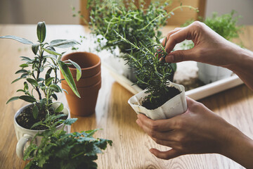 ガーデニング　室内ハーブの植え替え