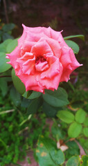 pink rose in garden