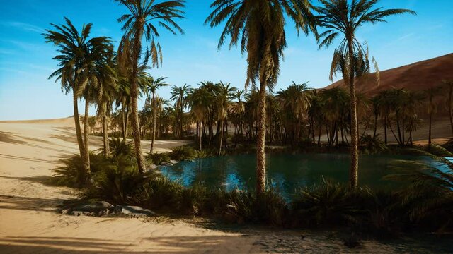 oasis with palm trees in desert