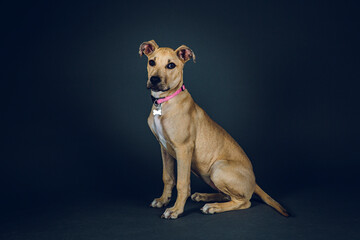 Studio portrait of a cute puppy