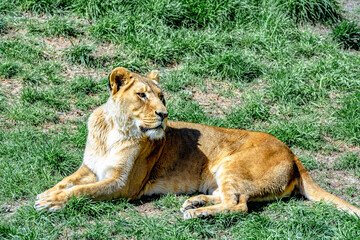 lioness or female lion sit on grassland in sunny day.