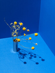Old dried chamomile over blue background corner