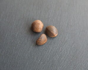 Seeds of Camellia japonica,  common camellia, Japanese camellia, or tsubaki,  rose of winter,  on...