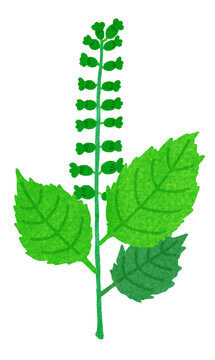 4 Best 穂紫蘇 Images Stock Photos Vectors Adobe Stock