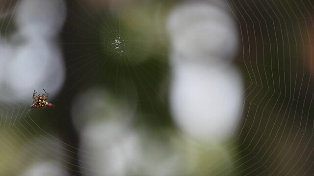 Spider making web for a pray .