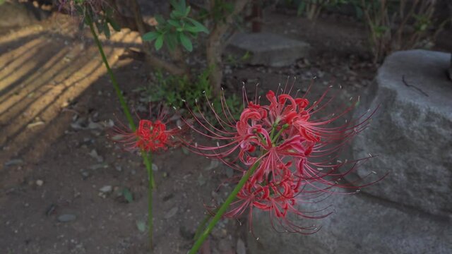In the Japanese spring it is possible to see in different places in Tokyo this type of flower called red spider lily, it has a unique beauty.