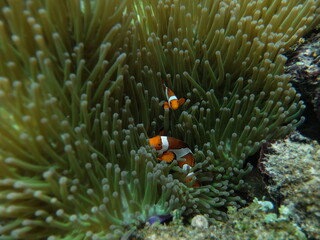 Naklejka na ściany i meble Anemonefish in Coral Reef