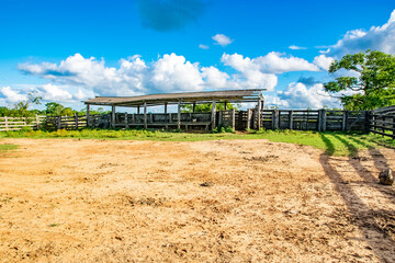 vineyard in the country