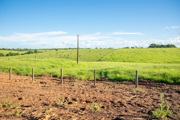 rows of vines in vineyard