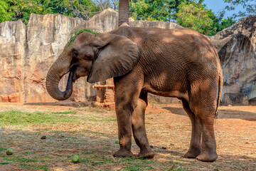 Fototapeta na wymiar African Elephant eating a coconut and grass on its head.