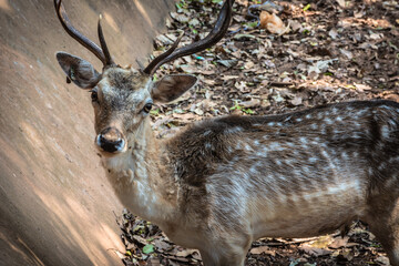 Closeup Sika Deer's head in a zoo.The sika deer also known as the spotted deer or the Japanese deer, is a species of deer native to much of East Asia .