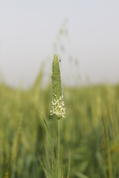 Vertical selective focus closeup of the Phleum phleoides  grass in the meadow