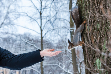 Curious squirrel sits on tree and eats nuts from hand in winter snowy park. Winter color of animal