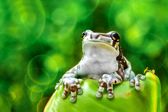 nature frog