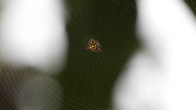 Spider making web  .....