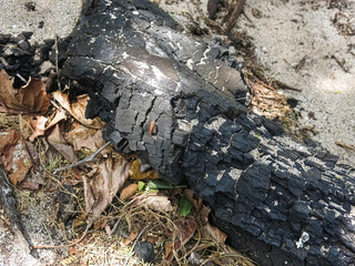 Burnt log slowly being eroded and covered by foliage and sand at the beach.