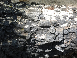 Burnt tree decaying alongside the sandy shores.