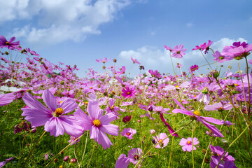 Obraz na płótnie Canvas Beautiful cosmos pink flowers blooming in garden against the bright blue sky
