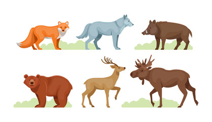 Woodland forest animals. Cute wild forest animals deer, wolf, brown bear, common fox, badger, sable, chipmunk, ussuri tiger, rabbit, hare, elk, wild boar, squirrel