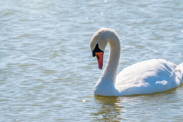 Fototapeta premium Graceful white Swan swimming in the lake, swans in the wild. Portrait of a white swan swimming on a lake.
