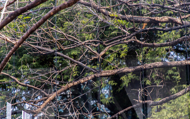 The details of tree branches and green leaf reflecting in the window pane. Selective focus.