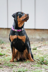 Young female Rottweiler sitting alert