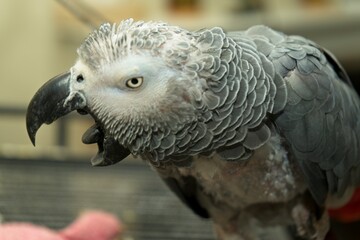 African Gray