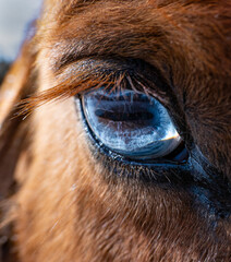 eye of the horse