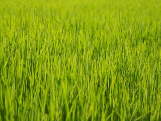 Green organic rice fields, Natural farming.