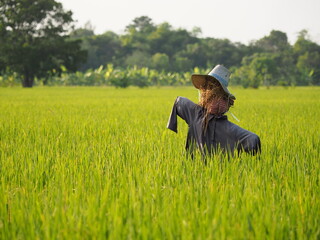 Scarecrow in a paddy field, Rural scene in Thailand.