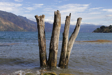 troncos a la orilla de la playa en un lago