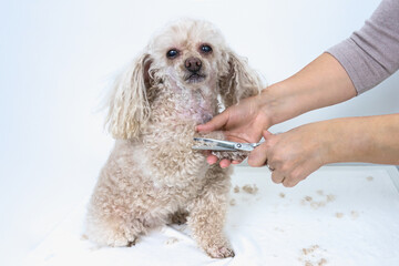 A woman cuts the fur on the chest of a poodle with scissors. Dog grooming concept at home