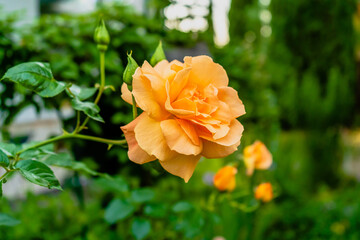 Yellow rose bush on blurred background of summer garden
