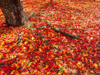 紅葉した落ち葉