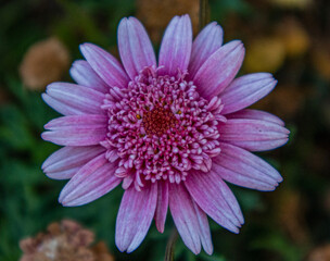 Common chrysanthemum.