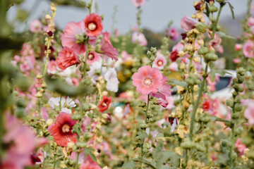 hollyhocks flowers