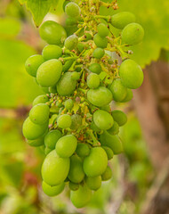 Uvas.