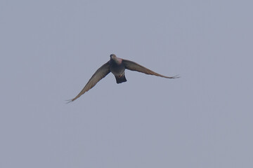 Rock Pigeon in an acrobatic mood