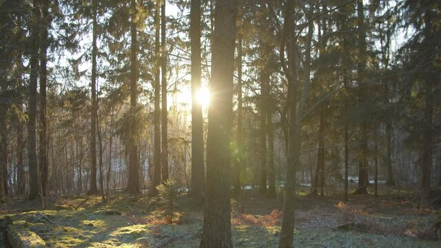 Slow motion tracking shot through pine trees at sunrise, as the sun streaks and shines through the branches in a national park in Finland