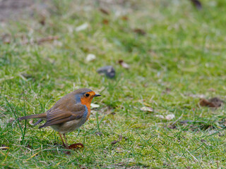  close up of a robin standing on the ground