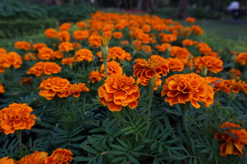 The Orange marigold flower beautiful  
