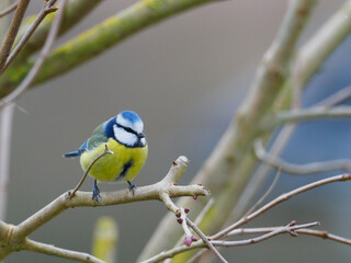 close up of a blue tit sitting on a branch