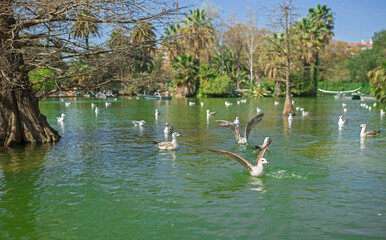 Barcelona ciutadella park. Tropical garden, lake and palms, many beautiful birds, seagulls swim in water